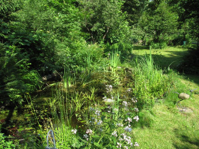 IMG_8224_Gaenselieschens_Garten_4Juni2016_.jpg