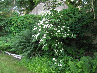 IMG_8235_Gaenselieschens_Garten_4Juni2016_.jpg