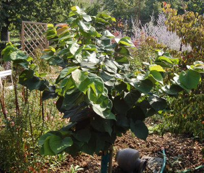 Chin._Judasbaum_Avondale_R_0113_71.jpg