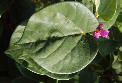 Chin._Judasbaum_Avondale_R_0117_89.jpg