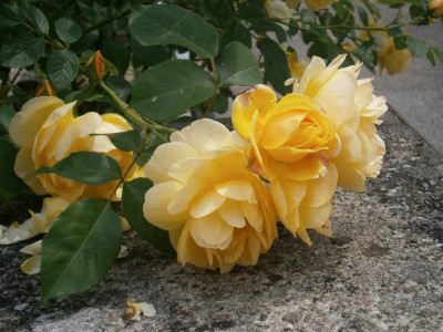 Rosen2016 014.JPG