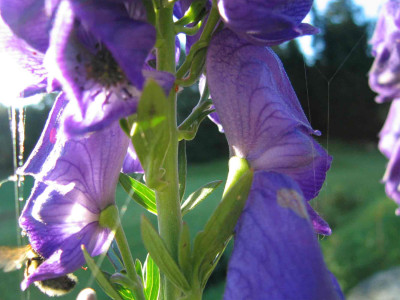 eisenhummel.jpg