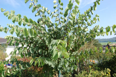 Chin._Judasbaum_Avondale_S2_0122_79.jpg
