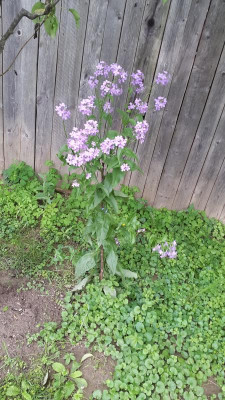20160601_172405[1].jpg