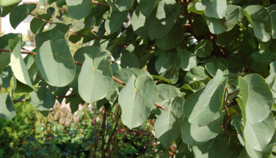 Chin._Judasbaum_Avondale_S2_0123_89.jpg