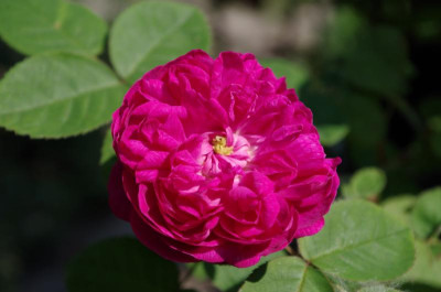 IMGP0784.JPG