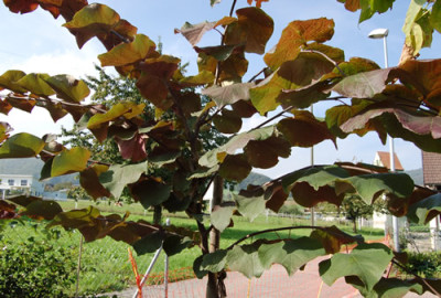 Judasbaum_S4_0125_84.jpg