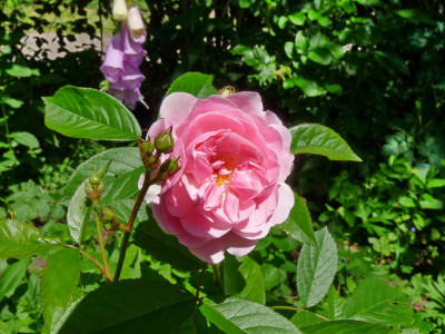 Charmi_20160606_web.JPG