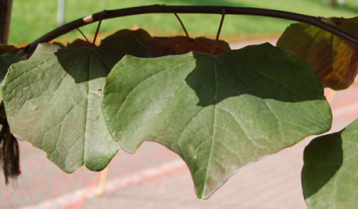 Judasbaum_S4_0127_92.jpg