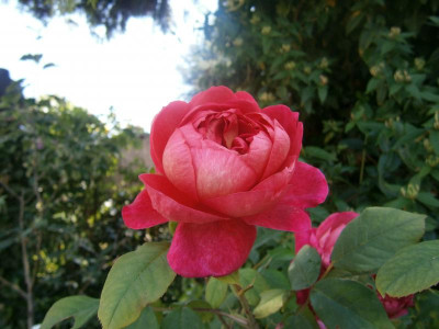Rosen 2016 004.JPG