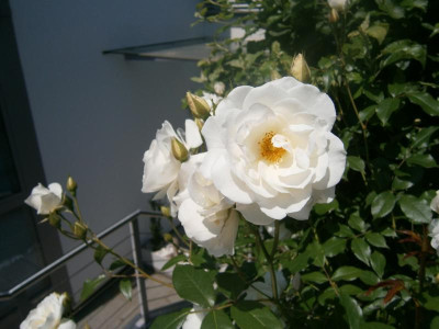 Rosen 2016 005.JPG