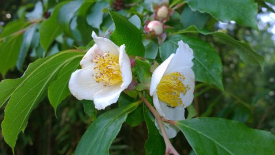 WP_20160605_010 Stewartia rostrata.jpg