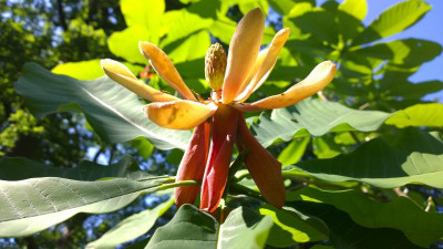 WP_20160605_004 Magnolia officinalis var.officinalis.jpg