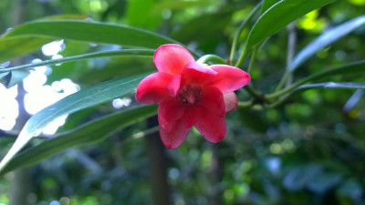 WP_20160605_014 Illicium henryi.jpg
