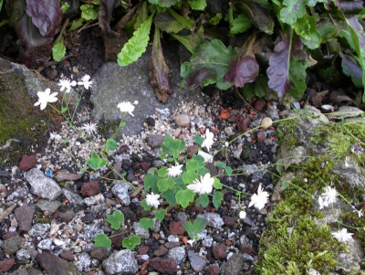 Thalictrum urbainii Taiwan Baika 06.06.16.JPG