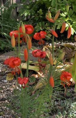 Lilium pumilum 06.06.16.JPG