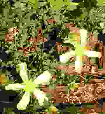 Hypericum_coris.JPG
