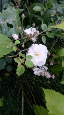 20160606_182343.jpg