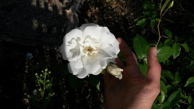 20160606_184808.jpg