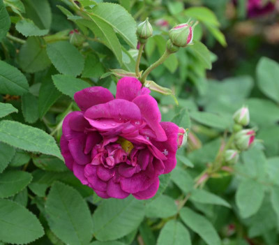 Rose-Tuscany.16-1.jpg