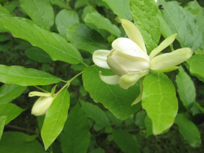 CalycanthusVenusBluete.jpg