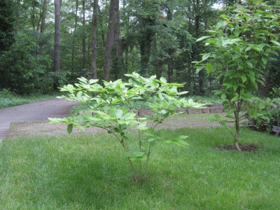 CalycanthusVenusHabitus.jpg