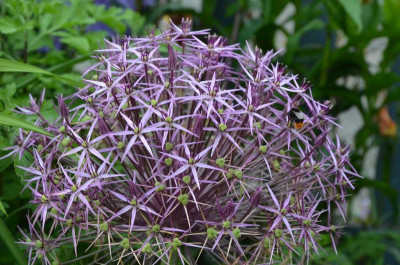 Allium_christophii.16-2.jpg