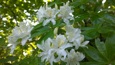 WP_20160606_011  Rhododendron occidentale Crescent Double SM28-1.jpg