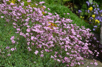 Gypsophila_repens_rosea.16-1.jpg