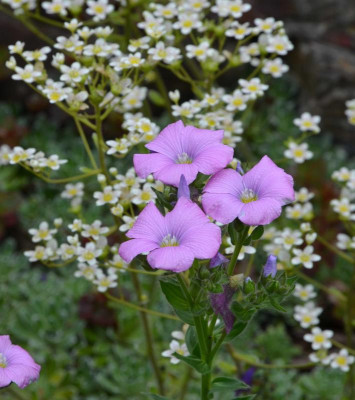 Linum_hypericifolium.16-1.jpg