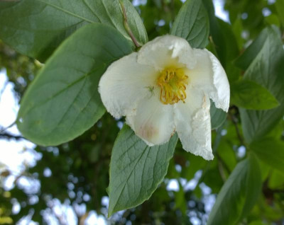 WP_20160606_002 Stewartia pseudocamellia.jpg