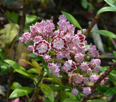 Kalmia_latifolia-Minuet.16-1.jpg