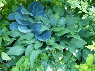 2016-06-06 Hosta 'Violetta'.jpg