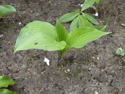2014-05-02 Hosta 'Violetta'.jpg