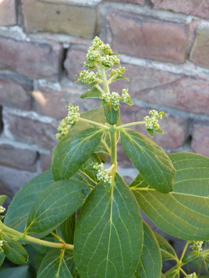 2016-06-06 Hydrangea paniculata 'Early Sensation'.jpg