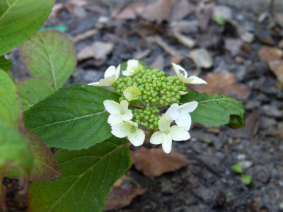 2016-06-06 Hydrangea serrata 'Hatsuhime'.jpg