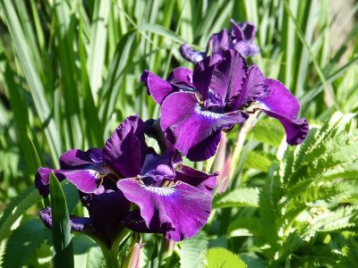 2016-06-06 Iris.jpg
