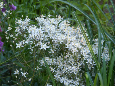 2016-06-06 Clematis recta 'Purpurea'.jpg