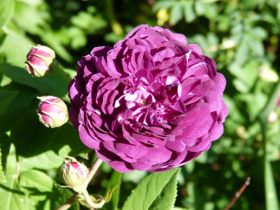 2016-06-06 Rosen 'Cardinal de Richelieu'.jpg