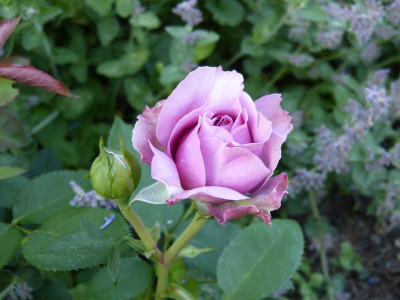 2016-06-06 Rosen 'Lavender Ice'.jpg
