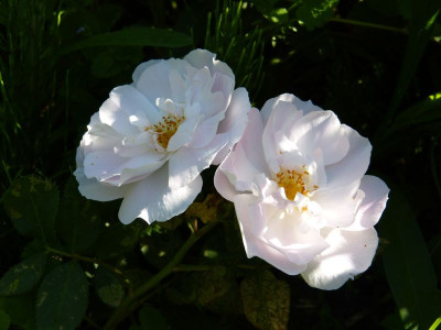 2016-06-06 Rosen 'Lilac Blush'.jpg