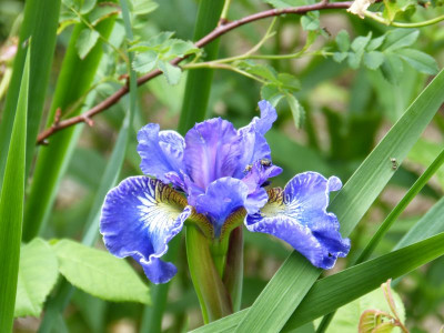 2016-05-30 Iris sibirica 4.jpg