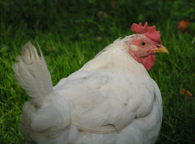 weisses_huhn.jpg
