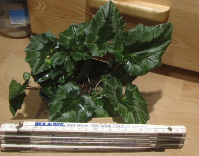 Hederifolium-giant leaf.jpg