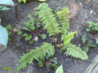 2016-06-06 Farne Polystichum setiferum 'Dahlem'.jpg