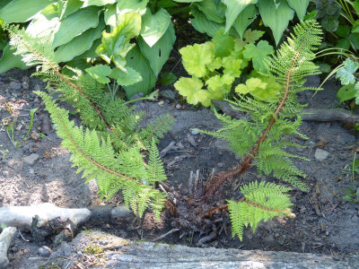 2016-06-06 Farne Polystichum setiferum 'Herrenhausen'.jpg