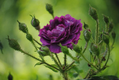 juni 032.jpg