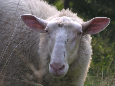marylou_schaf.jpg