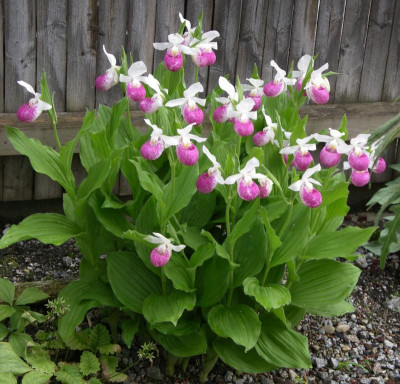 Cypripedium reginae 06.06.16.JPG