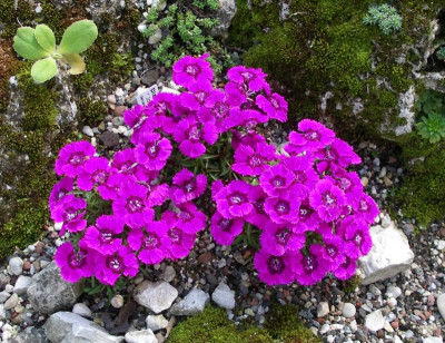 Dianthus alpinus Joans Blood 06.06.16.JPG